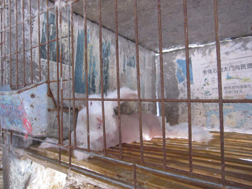 https://headlines.peta.org/wp-content/uploads/2013/12/IMG_8168-Angora-Raw-Skin.jpg