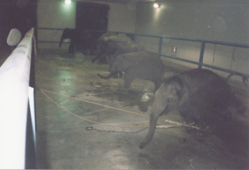 Chained elephant babies