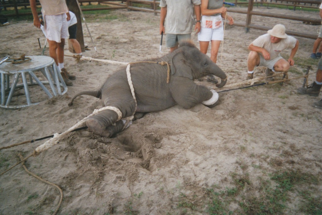 Elephant tied down
