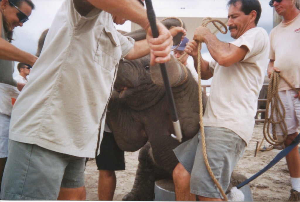 People surrounding baby elephant