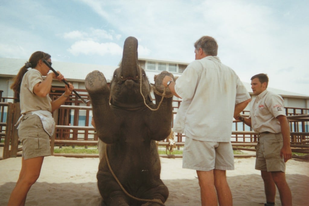 Elephant forced to sit up