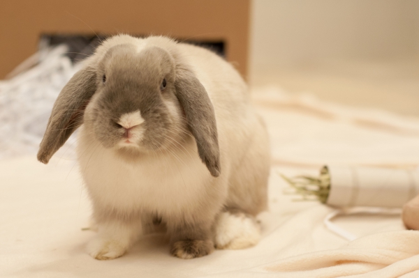 https://headlines.peta.org/wp-content/uploads/2014/12/Pickles-Bunny_09_10.28.14__1415221847_144.223.39.42.jpg