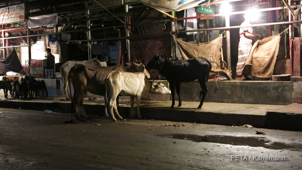 https://headlines.peta.org/wp-content/uploads/2015/12/ED-Cows-in-street.jpg