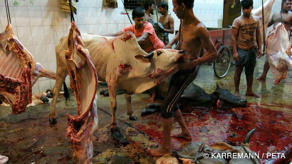 https://headlines.peta.org/wp-content/uploads/2015/12/ED-Official-slaughterhouse.jpg