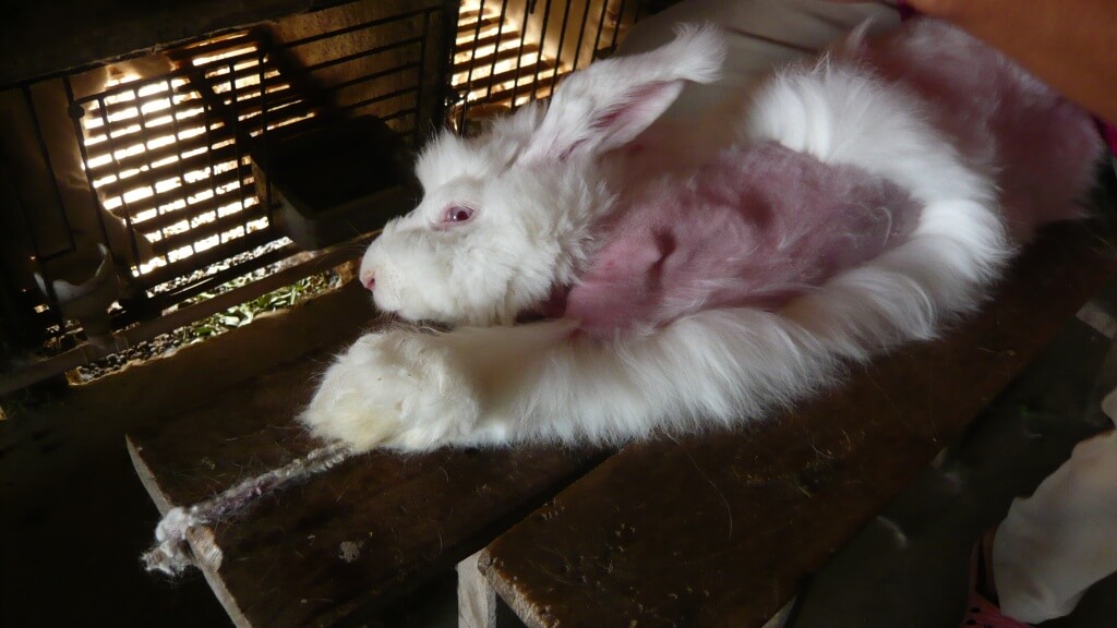 Take Action for Rabbits Killed for Fur and Angora | PETA