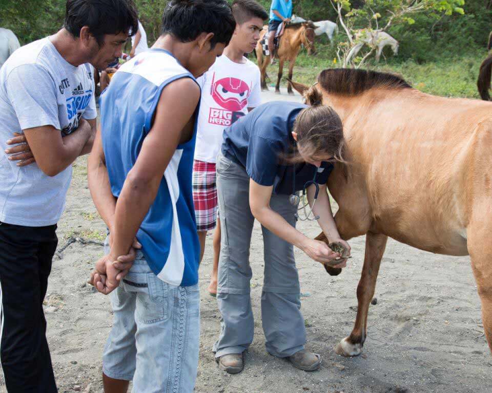 PETA Global Compassion Fund - Vet Checks Horse's Hooves
