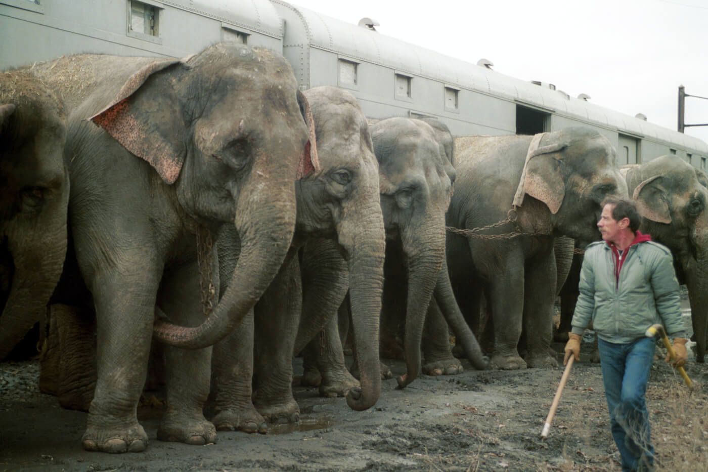 elephants in line by boxcars at circus