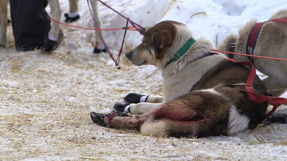 https://headlines.peta.org/wp-content/uploads/2017/07/bloody-chained-dog.jpg