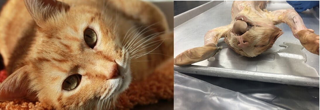 https://headlines.peta.org/wp-content/uploads/2017/09/before-after-cat-dissection.jpg