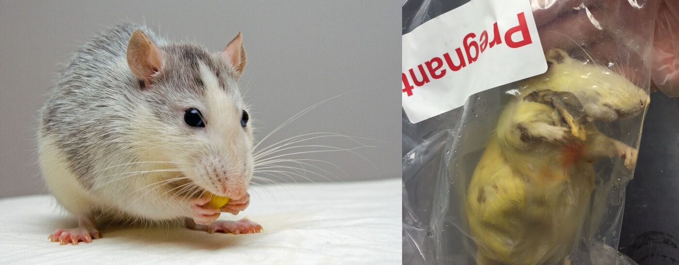 https://headlines.peta.org/wp-content/uploads/2017/09/before-after-rat-photo.jpg