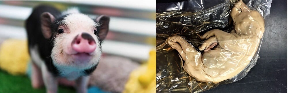 https://headlines.peta.org/wp-content/uploads/2017/09/before-and-after-pig.jpg