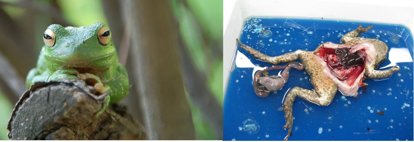 https://headlines.peta.org/wp-content/uploads/2017/09/frog-before-and-after.jpg