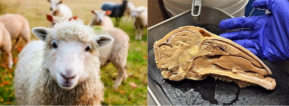 https://headlines.peta.org/wp-content/uploads/2017/09/sheep-before-after-photo.jpg