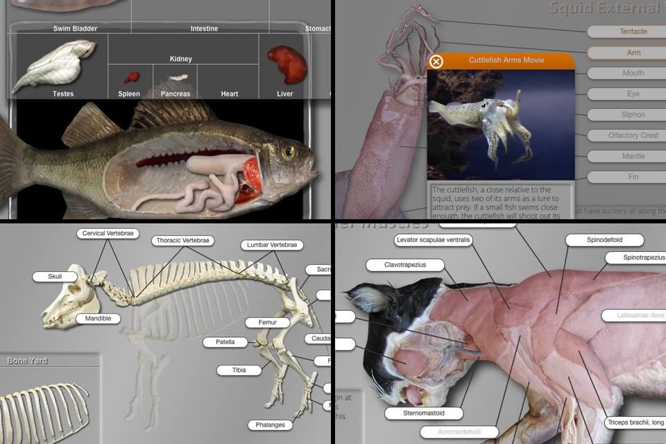 the role of frog dissection in education