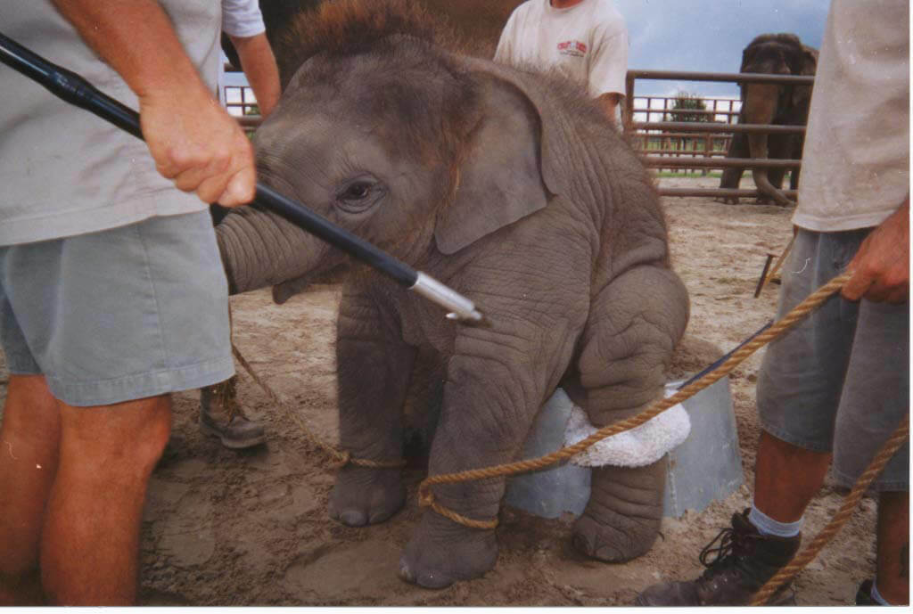 Elephant forced to sit on a tub