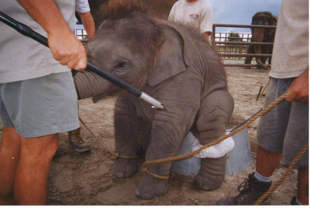 10 Reasons Why You Should Say No To Cruel Elephant Rides 