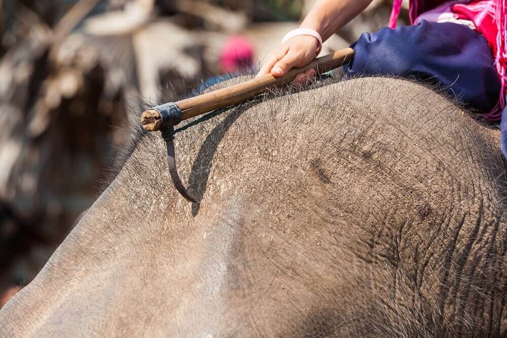 10 Reasons Why You Should Say No to Cruel Elephant Rides