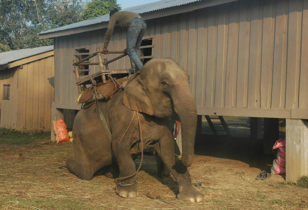 https://headlines.peta.org/wp-content/uploads/2017/12/Nepal-elephant-rides.jpg