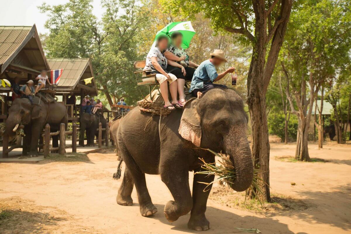 10 Reasons Why You Should Say No to Cruel Elephant Rides