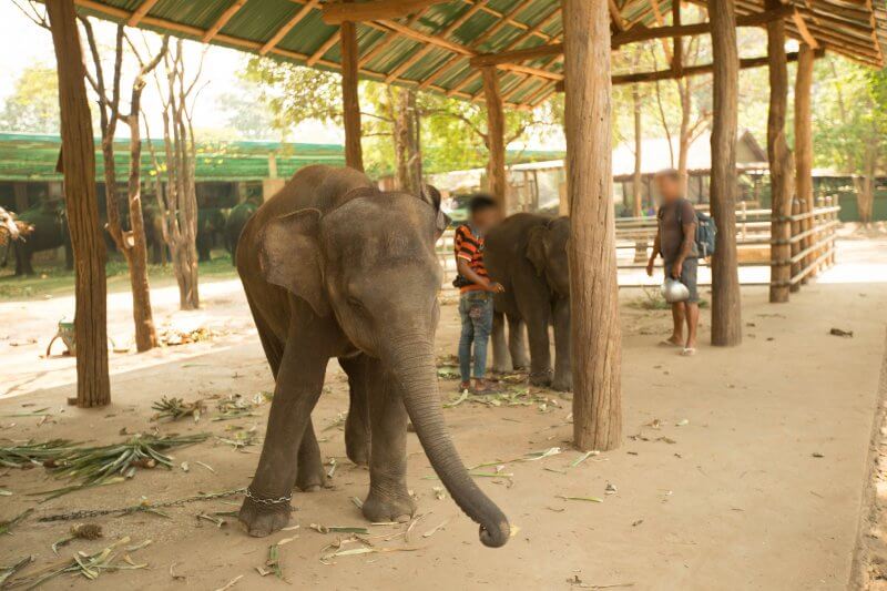 https://headlines.peta.org/wp-content/uploads/2017/12/ThaiElephants_chained_elephant_camp_005-800x533.jpg