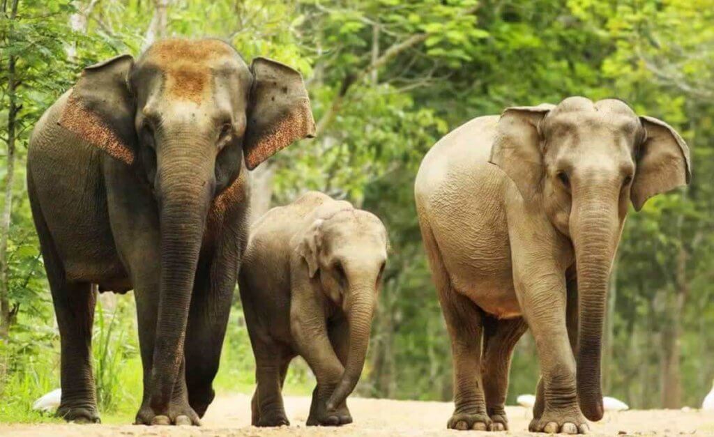 10 Reasons Why You Should Say No to Cruel Elephant Rides