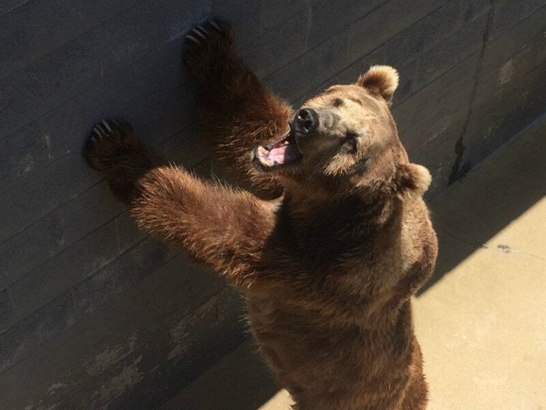 confined bear up against a wall at Cherokee Bear Zoo, to show why it's crucial to help bears however we can