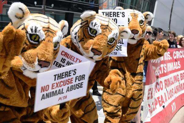 take action: tell circuses to end wild animal acts