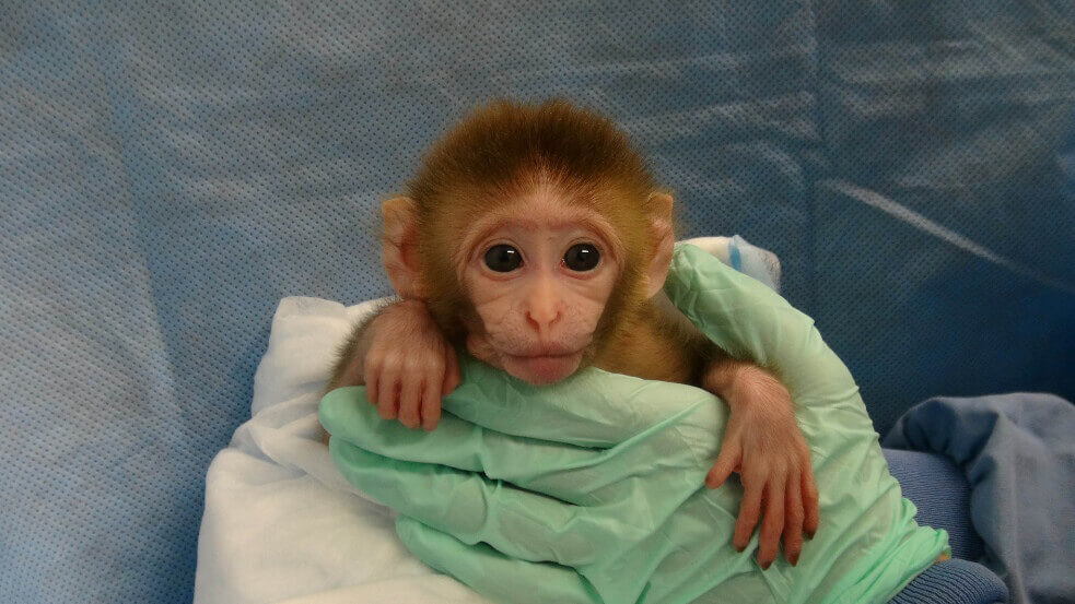 Monkey Owmen Xxxsex - Sex, Violence, and Vivisection: Are Some Animal Experimenters Psychopaths?  - PETA Headlines