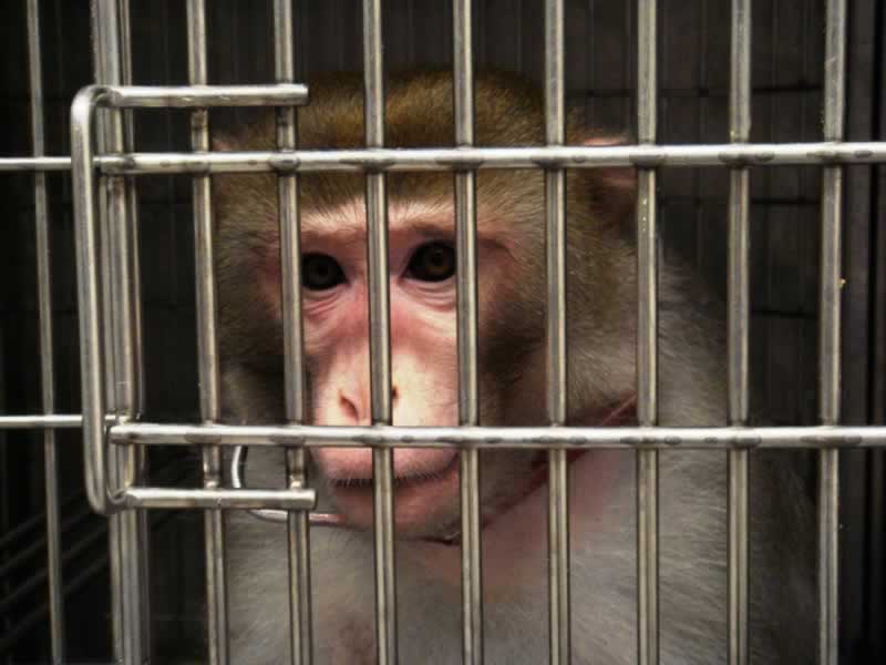 monkey behind bars in a laboratory
