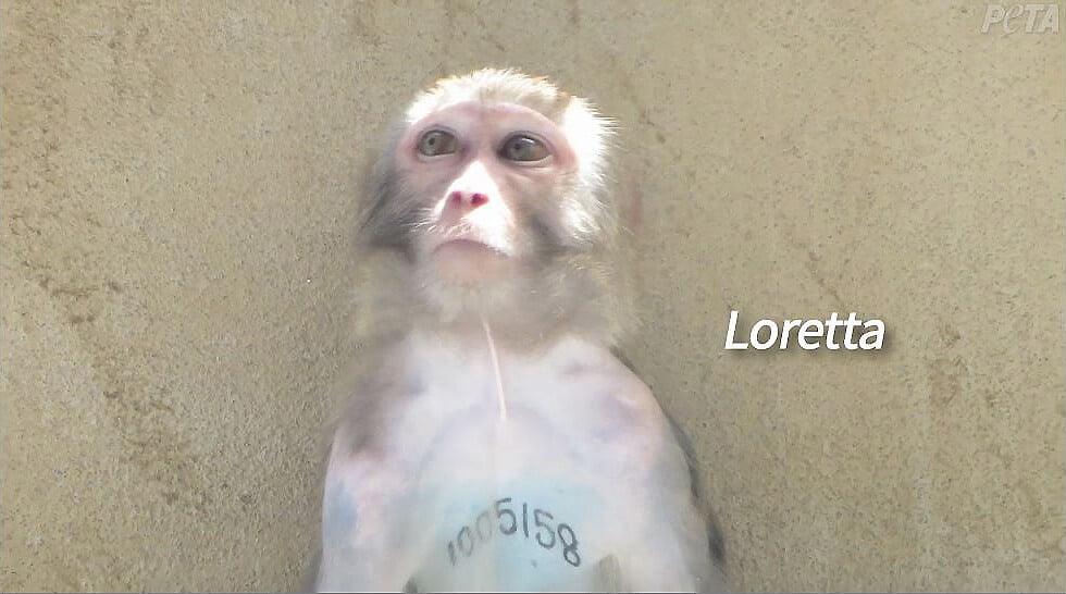 Loretta, a monkey named by an eyewitness who went inside PPI