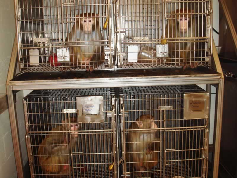 four monkeys in cages