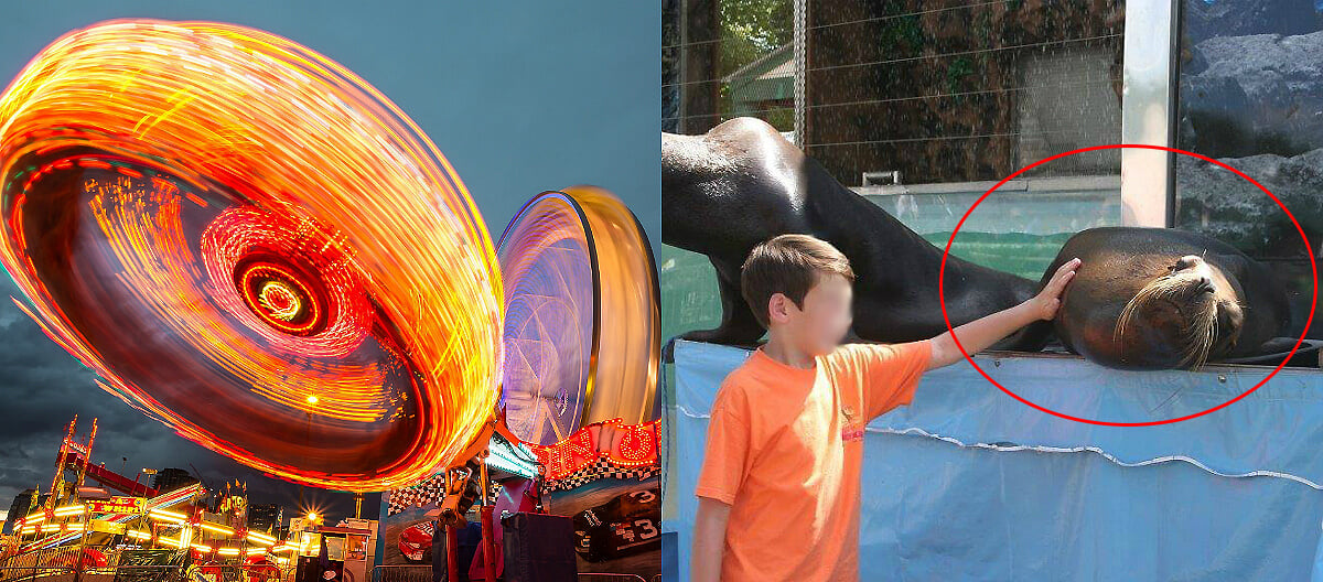 Tell Festivals and Fairs to Leave Wild Animals Alone!