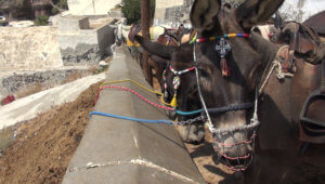 donkeys in santorini