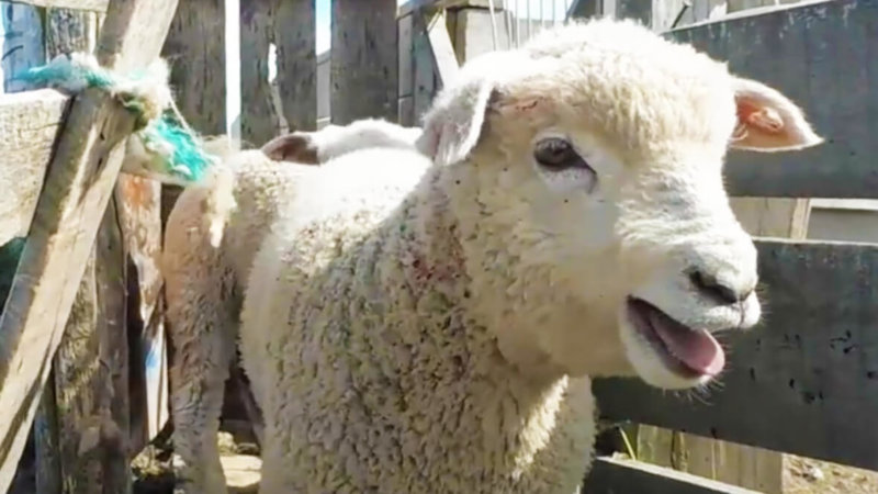 these wool videos prove sheep suffer