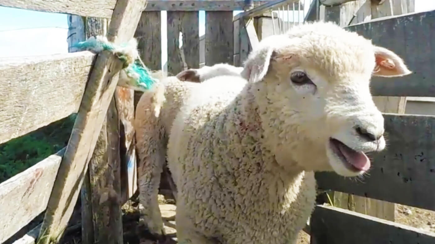 Shocking Videos Show How Sheep Suffer for Wool | PETA