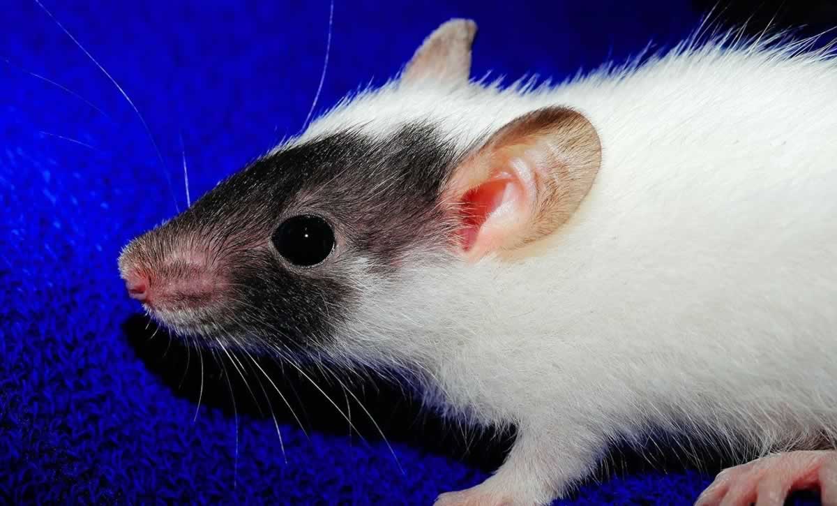 Cute black and white rat standing in front of blue background