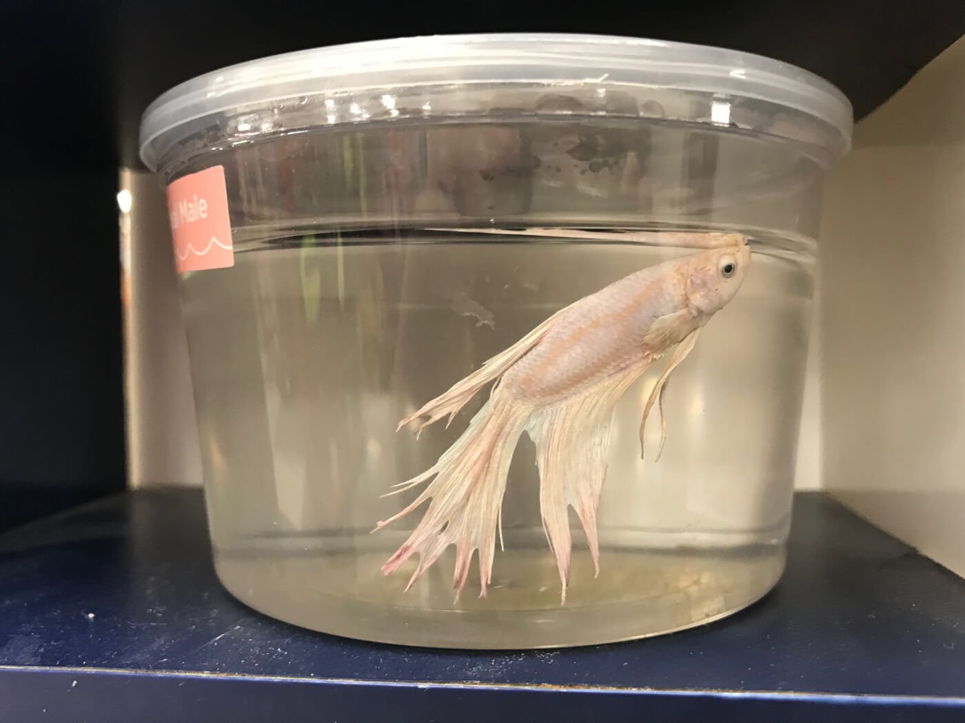 Betta Fish Are Suffering by the 