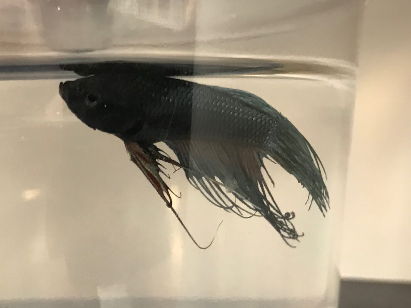Betta Fish Are Suffering By The Millions Take Action Today Peta Headlines