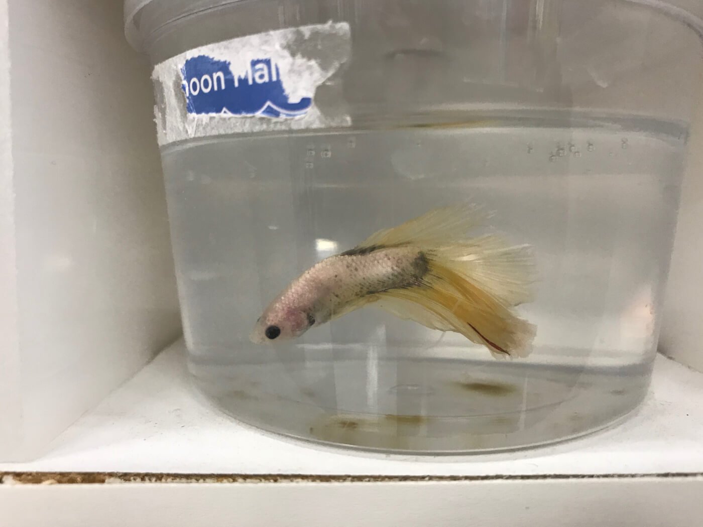 Betta Fish Are Suffering by the Millions | Take Action ...