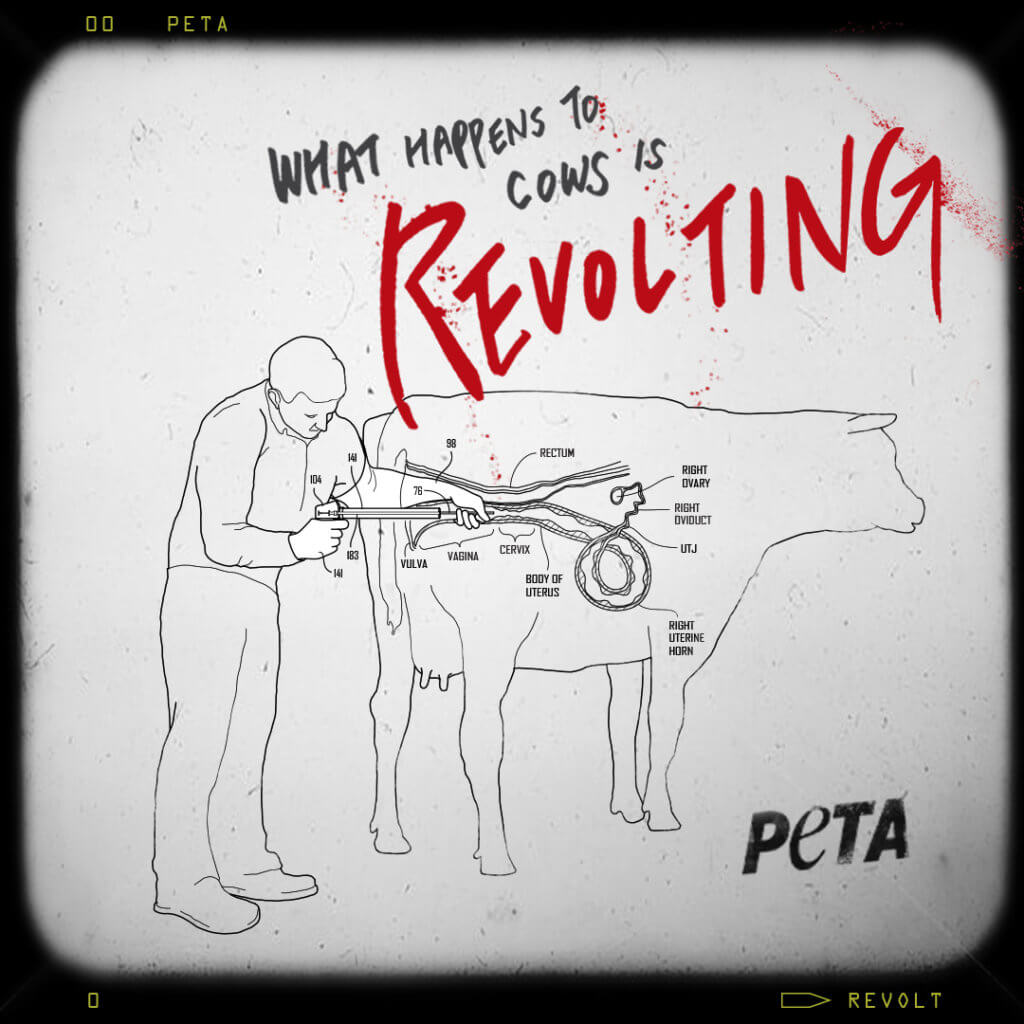 PETA Revolt! anti-dairy social images