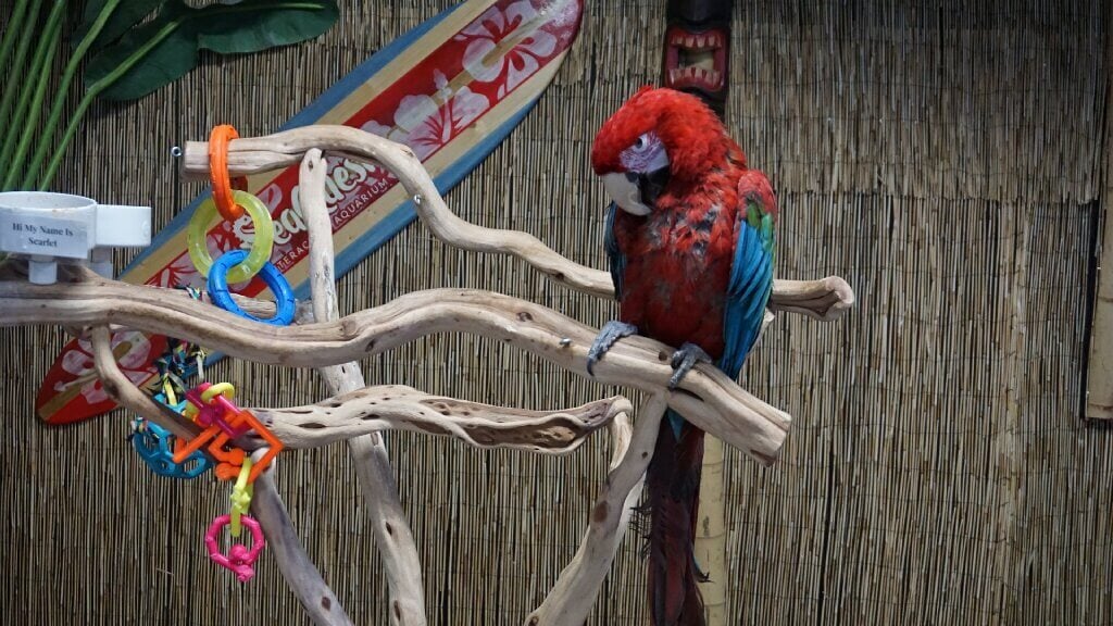 scarlet macaw in captivity