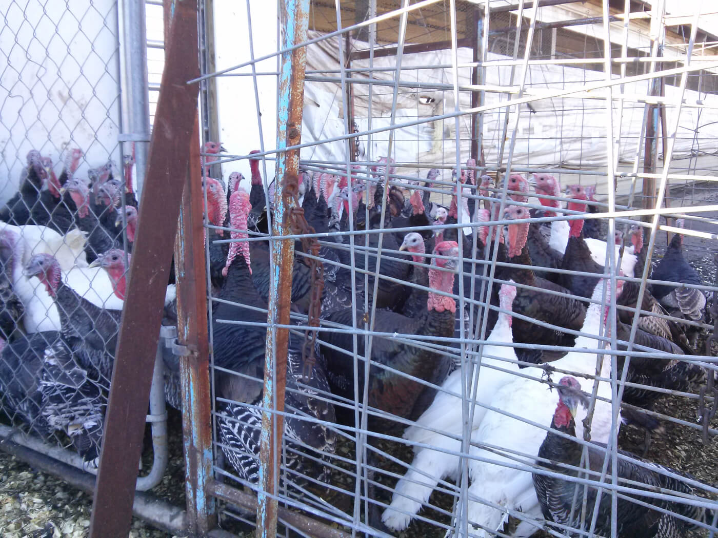 turkeys in a pen