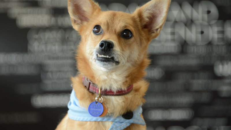 these quick actions from PETA are the fastest, easiest, most effective ways to help dogs