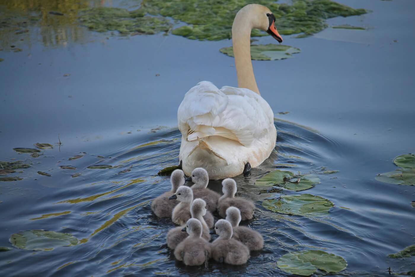 world kindness day swan goslings