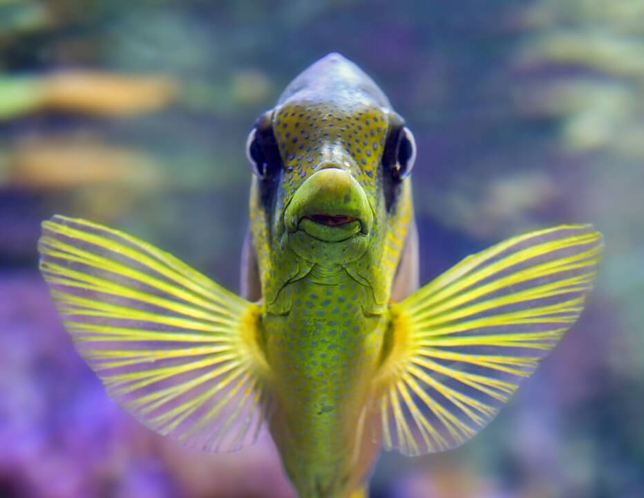 https://headlines.peta.org/wp-content/uploads/2019/01/ACOM-WILD-cool-fish-green-neon-NC.jpg