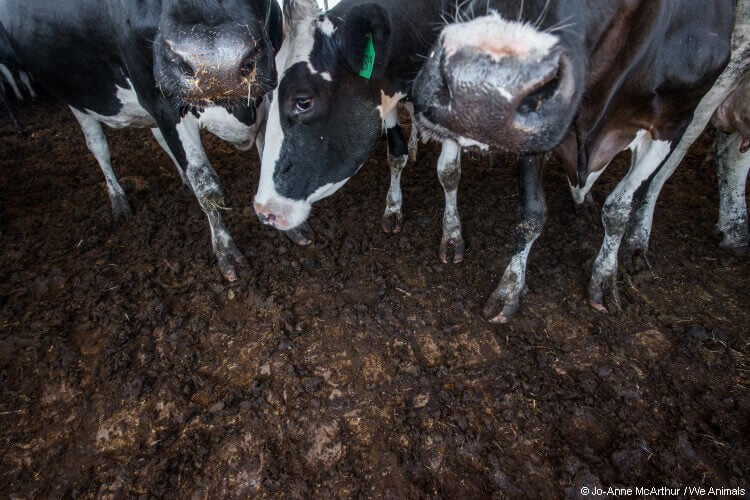 https://headlines.peta.org/wp-content/uploads/2019/01/P2-peta2-NYMNYM-not-mom-milk-we-animals-dairy-cows-2-COI.jpg