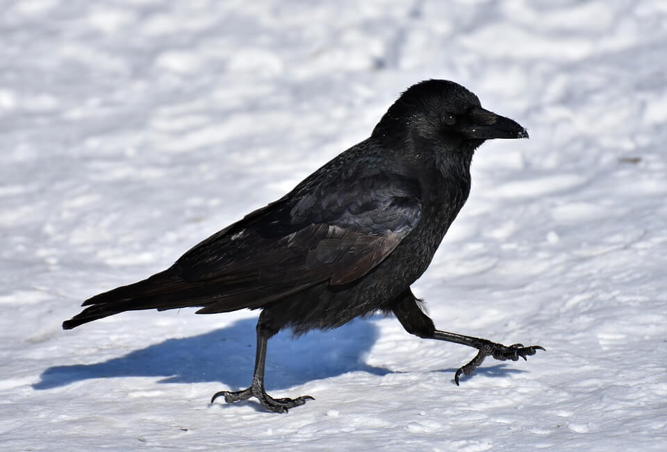 https://headlines.peta.org/wp-content/uploads/2019/01/WILD-walking-crow-2-snow-NC.jpg