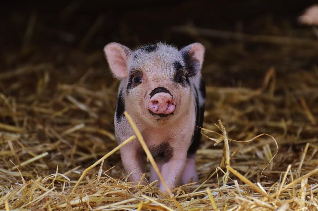 Quick Ways to Help Pigs Online Right Now | PETA Action