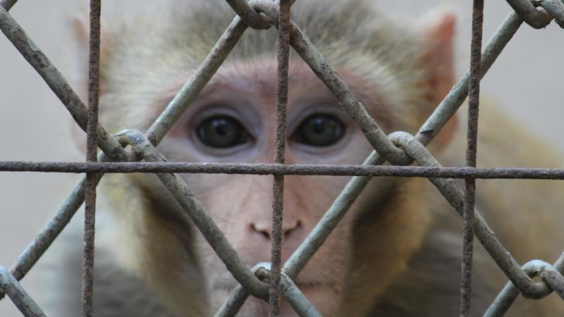 help monkeys and other primates used for experiments and entertainment