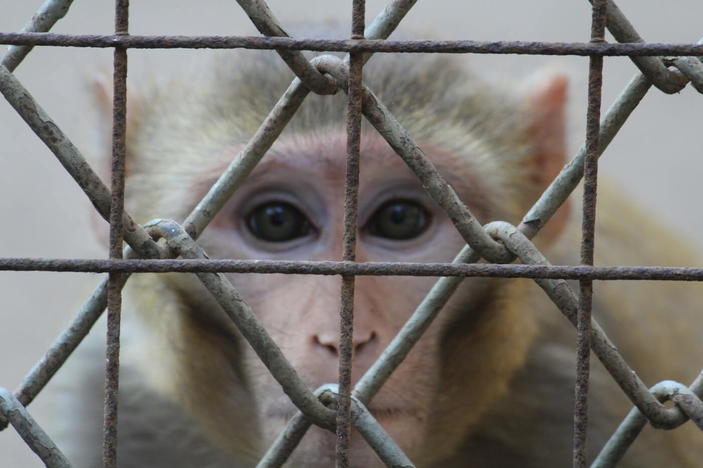 help monkeys and other primates used for experiments and entertainment